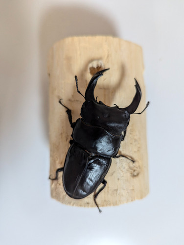 ☆オオクワガタ 能勢YG 新成虫ペア ♂80.2㎜ ♀51.6㎜☆ 新成虫 