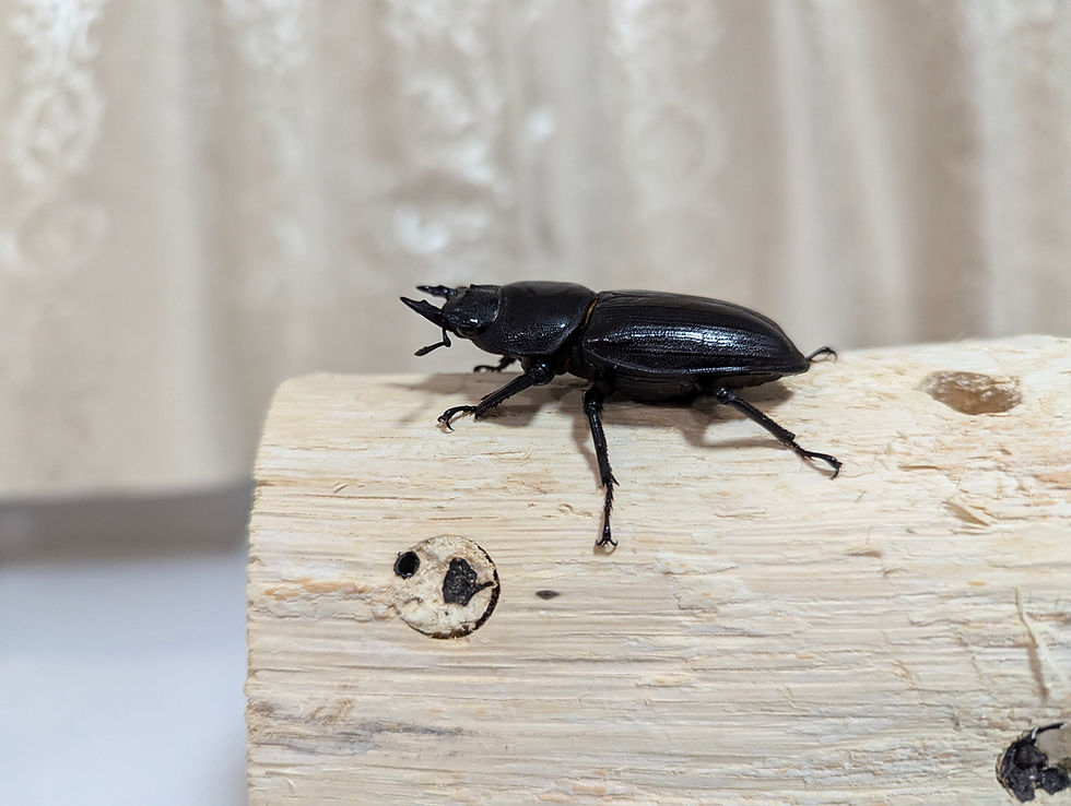 サムネイル： 新成虫　　　　オオクワガタ【能勢YG】♂81.2mmと♀53.3mmのペア