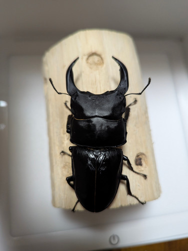 新成虫 オオクワガタ【能勢YG】♂90.2mm単品 | クワガタ市場