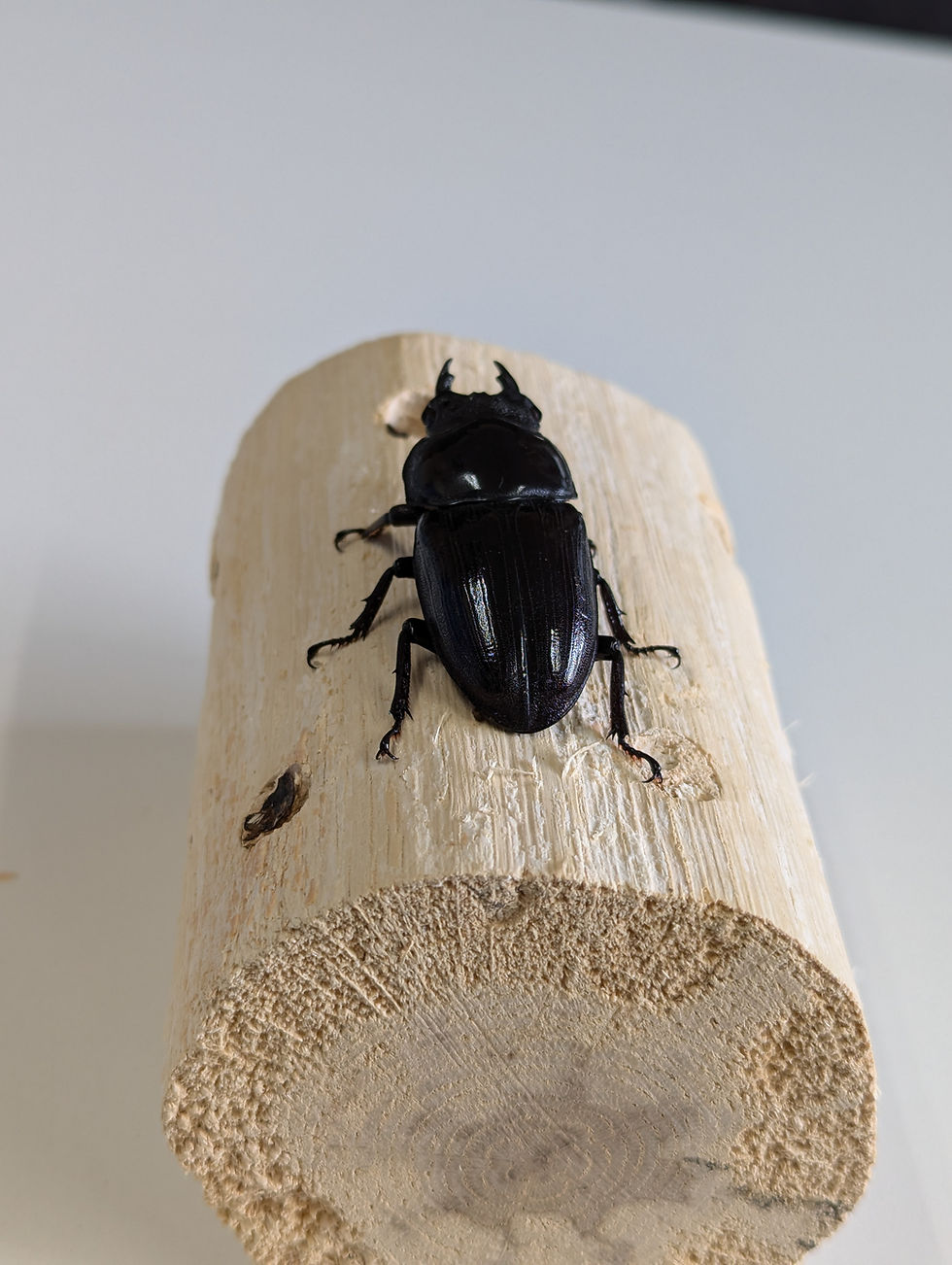 サムネイル： 新成虫　　　　オオクワガタ【能勢YG】♂76.2mmと♀52mmのペア
