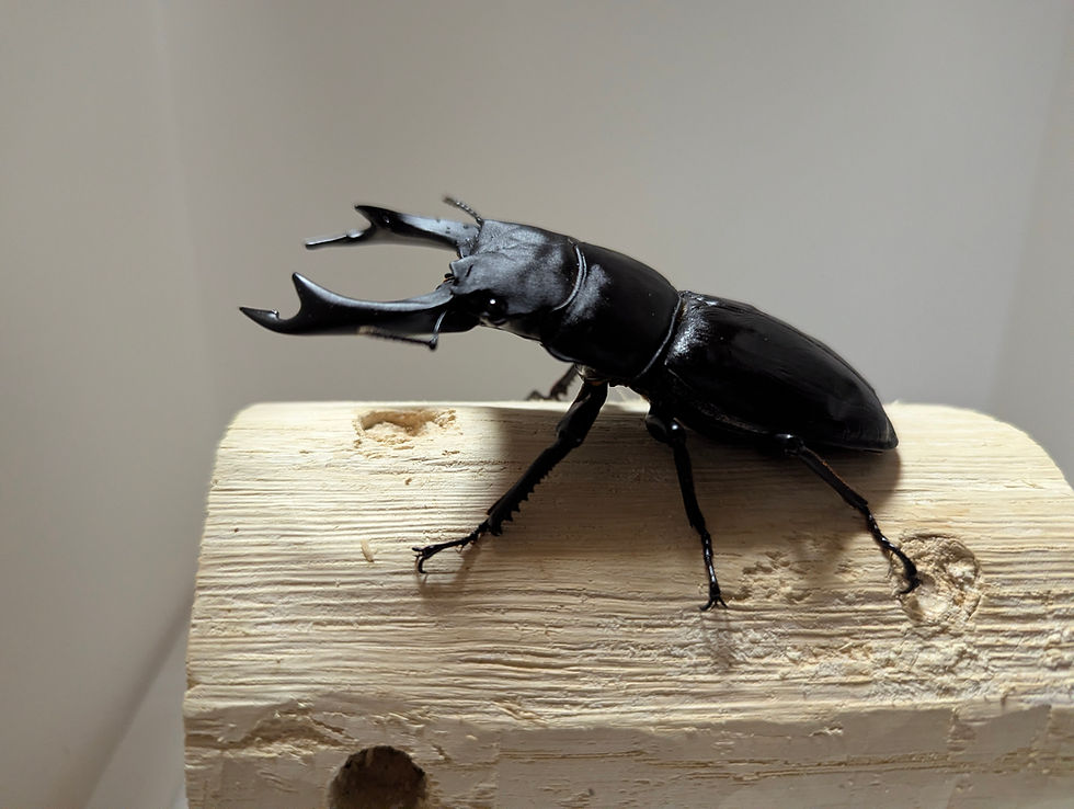 サムネイル： 新成虫　　　　オオクワガタ【能勢YG】♂90.2mm単品