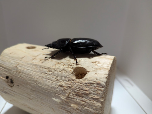 オオクワガタ89.8mm 能勢産 YG血統 昆虫標本用として オオクワガタ89.8