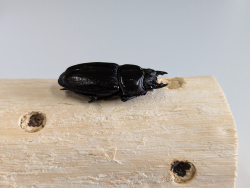新成虫 オオクワガタ【能勢YG】♂83.2mmと♀52.5mmのペア