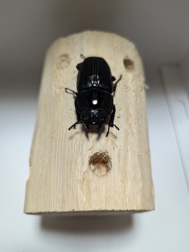 新成虫 オオクワガタ【能勢YG】♂80mmと♀50mmのペア | クワガタ市場