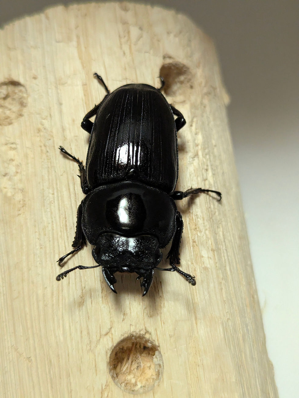 サムネイル： 新成虫　　　　オオクワガタ【能勢YG】♂85.5mmと♀52.8mmのペア