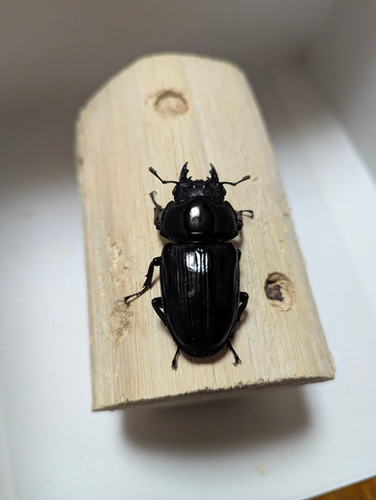 新成虫 オオクワガタ【能勢YG】♂80mmと♀51mmのペア | クワガタ市場