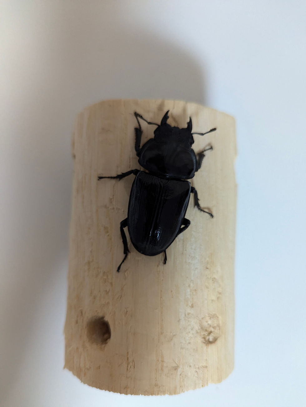 サムネイル： 新成虫　　　　オオクワガタ【能勢YG】♂81.6mmと♀54mmのペア