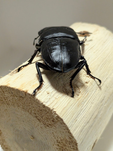新成虫 オオクワガタ【能勢YG】♂85.1mmと♀55.6mmのペア | クワガタ市場