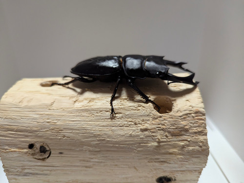 新成虫 オオクワガタ【能勢YG】♂80mmと♀50mmのペア | クワガタ市場 新成虫 オオクワガタ【能勢YG】♂80mmと♀50mmのペア | クワガタ市場
