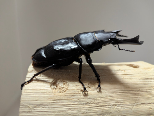 新成虫 オオクワガタ【能勢YG】♂88.9mm単品 | クワガタ市場