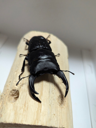 新成虫 オオクワガタ【能勢YG】♂80mmと♀50mmのペア | クワガタ市場