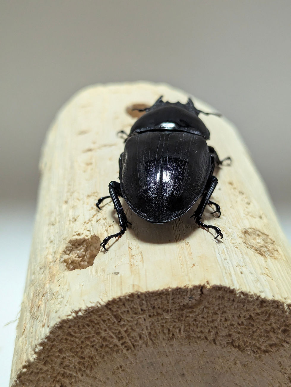 サムネイル： 新成虫　　　　オオクワガタ【能勢YG】♀57mm単品