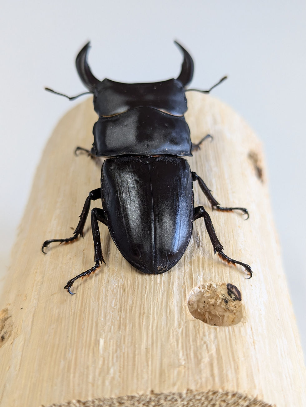 サムネイル： 新成虫　　　　オオクワガタ【能勢YG】♂72.2mmと♀50mmのペア