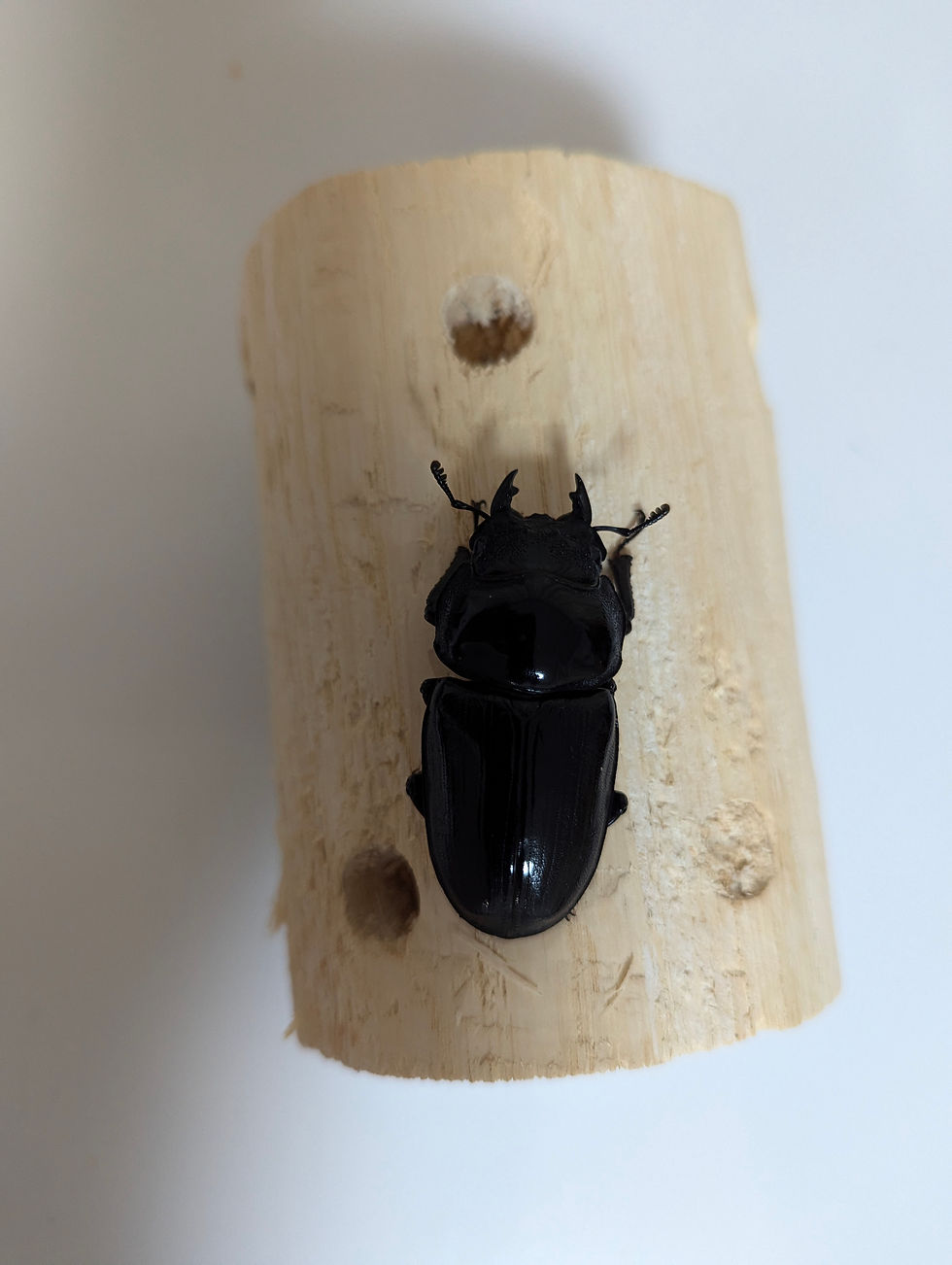 サムネイル： 新成虫　　　　オオクワガタ【能勢YG】♂81mmと♀53mmのペア