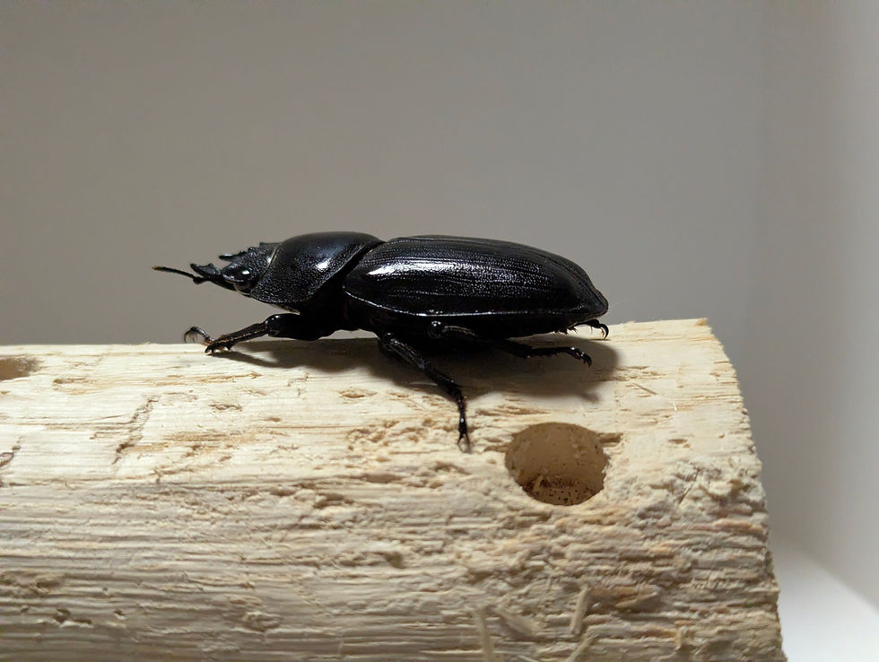 サムネイル： 新成虫　　　　オオクワガタ【能勢YG】♂85.1mmと♀55.6mmのペア