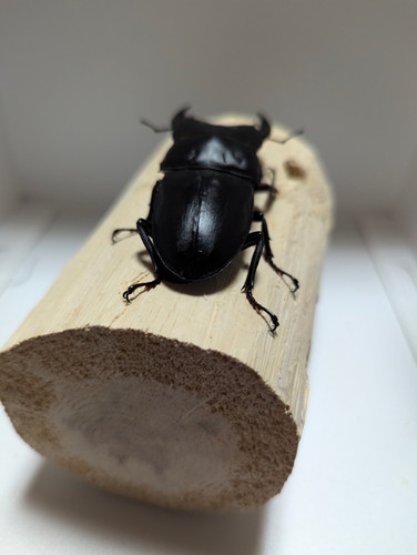 新成虫 オオクワガタ【能勢YG】♂80mmと♀50mmのペア | クワガタ市場