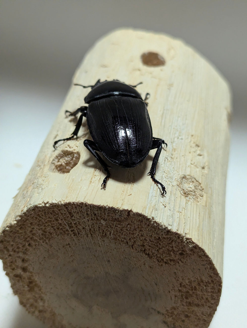 サムネイル： 新成虫　　　　オオクワガタ【能勢YG】♂84.6mmと♀54mmのペア