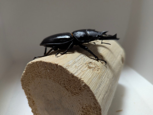 新成虫 オオクワガタ【能勢YG】♂80mmと♀51mmのペア | クワガタ市場