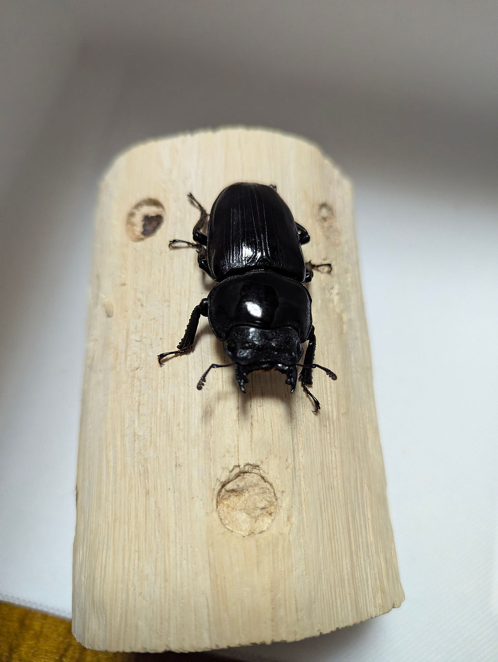 サムネイル： 新成虫　　　　オオクワガタ【能勢YG】♂82mmと♀52.2mmのペア
