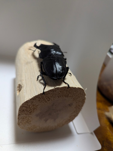 新成虫 オオクワガタ【能勢YG】♂83.3mmと♀53.5mmのペア | クワガタ市場