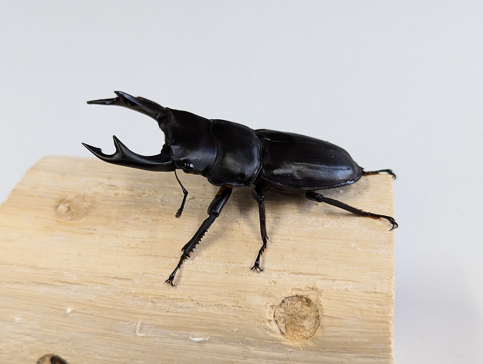 サムネイル： 新成虫　　　　オオクワガタ【能勢SR】♂81.5mmと♀51.2mmのペア