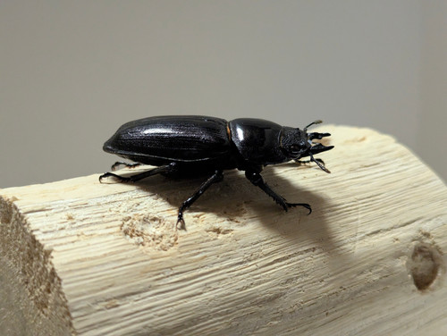 新成虫 オオクワガタ【能勢YG】♂85.1mmと♀55.6mmのペア | クワガタ市場