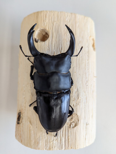 ☆オオクワガタ 能勢YG 新成虫ペア ♂82.4㎜ ♀52.9㎜☆ 新成虫