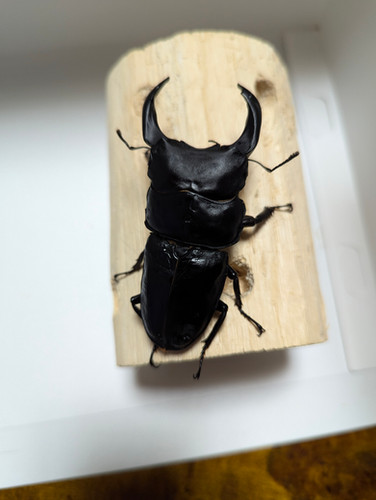 新成虫 オオクワガタ【能勢YG】♂83.3mmと♀53.5mmのペア | クワガタ市場