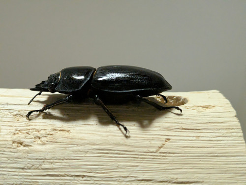 新成虫 オオクワガタ【能勢YG】♂88.2mmと♀54.9mmのペア | クワガタ市場 新成虫 オオクワガタ【能勢YG】♂88.2mmと♀54.9mmのペア | クワガタ市場