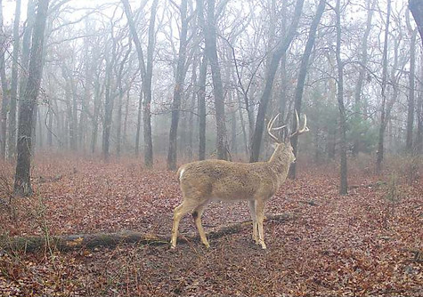 Oklahoma Deer Hunting