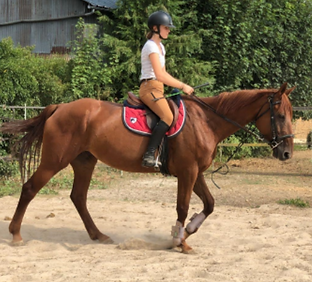 Cours adultes cours ados cours enfants initiation découverte équitation et chevaux