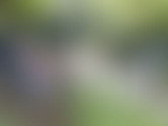 セミの抜け殻調査隊