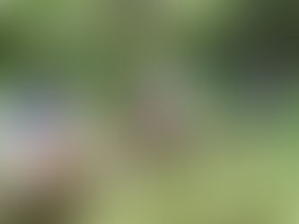 ザリガニ釣りと観察会