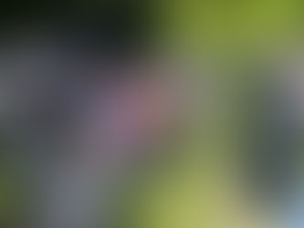 両生爬虫類の観察