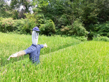 昔ながらの米作り