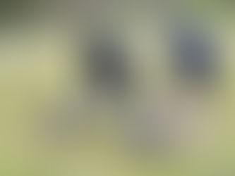 秋の虫の観察会