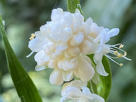 野の花ウォッチング 「2022夏の花」