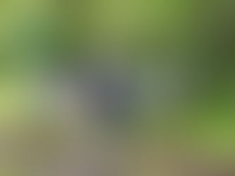 春のクモをさがそう