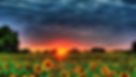 summer wallpaper.jpg