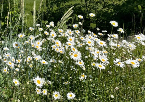 Sonnenbrand? - Diese Wildkräuter helfen!