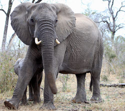 Mjejane Game Reserve - Elephant