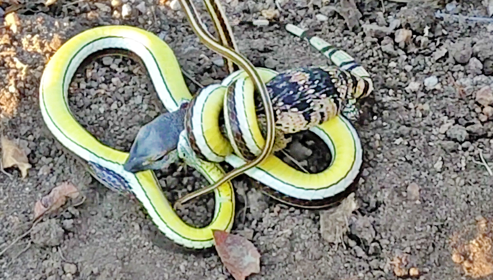 battle snake melissa battle snake melissa