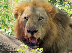 Mjejane Game Reserve - Lion Hunt
