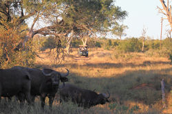 Mjejane Game Reserve - Game Drive