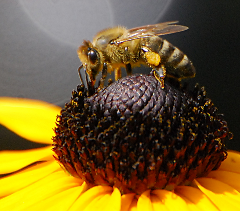 Bee_2878_edited_edited_edited_edited.png