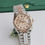 Thumbnail: Women's 31mm watch