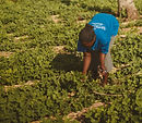 a woman picking tea in a tea farm