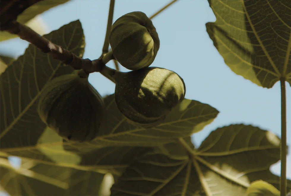 Μικρογραφία: Coco Figue