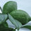 Миниатюра: Lime Tropical