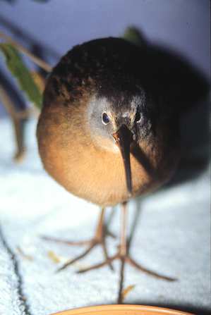 virginia rail_1.tif
